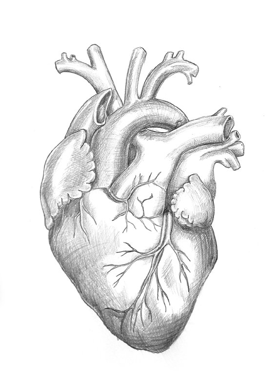 Anatomical Drawing Heart 5 Echo Allergy